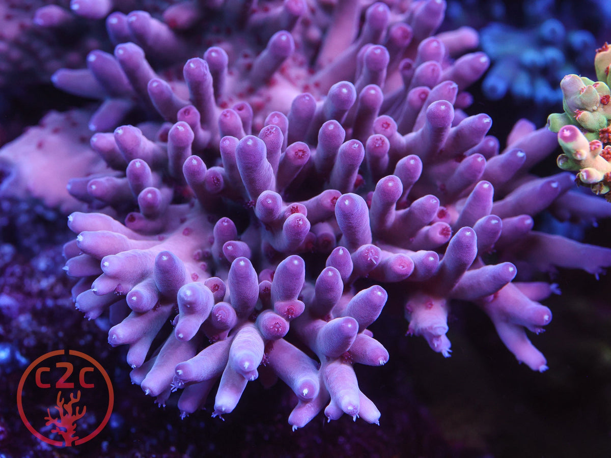 C2C Pantheress SPS coral