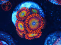 C2C Ultimate Candy Apple zoanthid coral