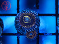 OG Stratosphere zoanthid coral