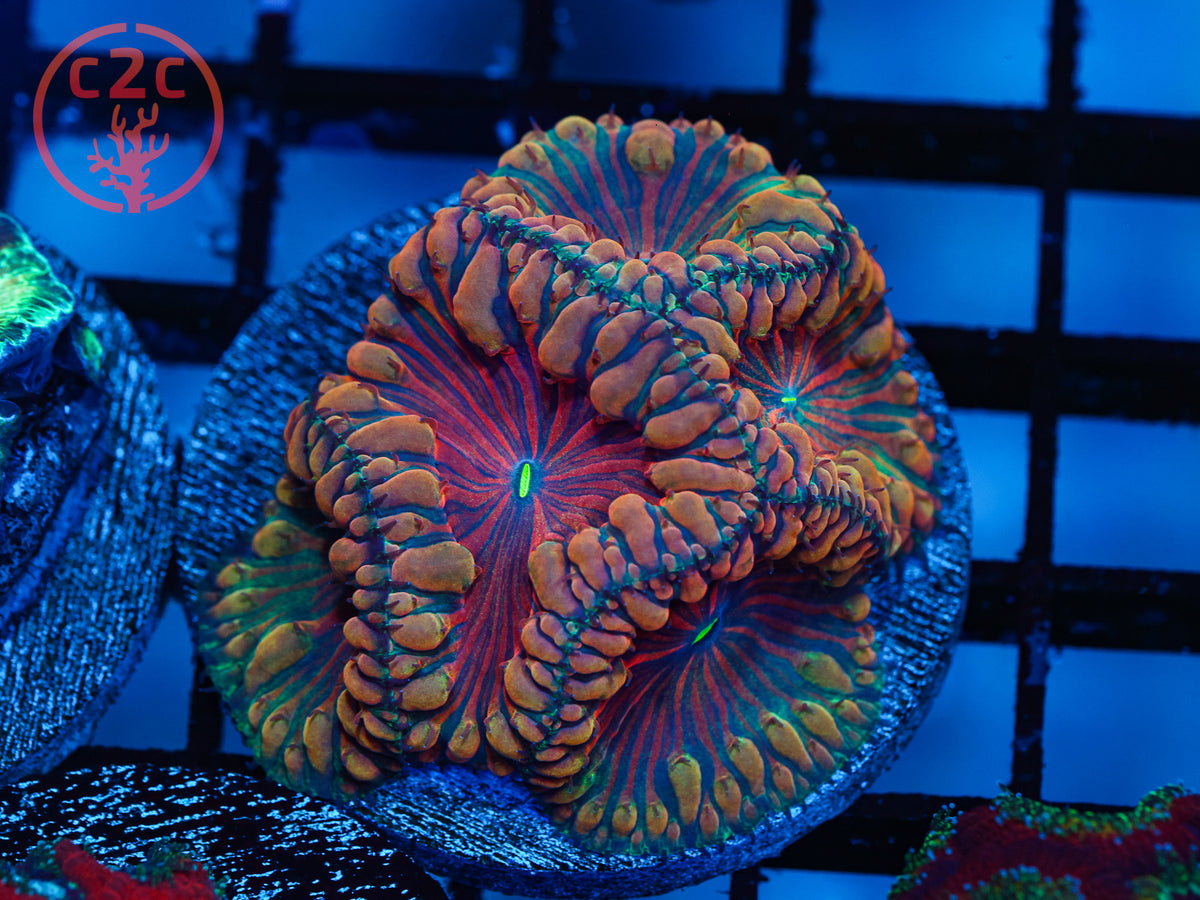 C2C Tiger King Blasto LPS coral