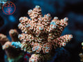 C2C Dream Land SPS coral