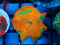 C2C Candy Crush Jawbreaker Mushroom coral