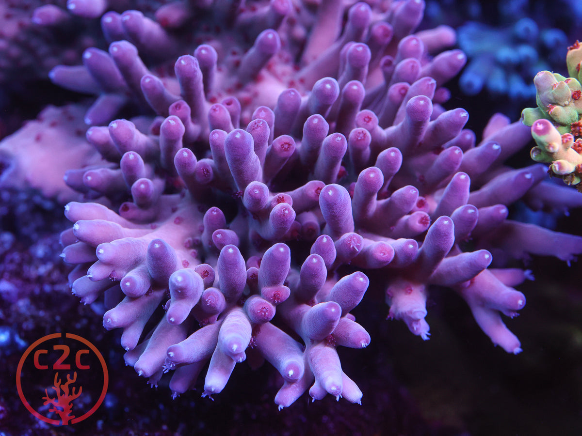C2C Pantheress SPS coral