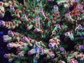WWC Budgie Smuggler SPS coral