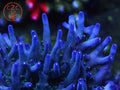 Ari's Avalanche SPS coral