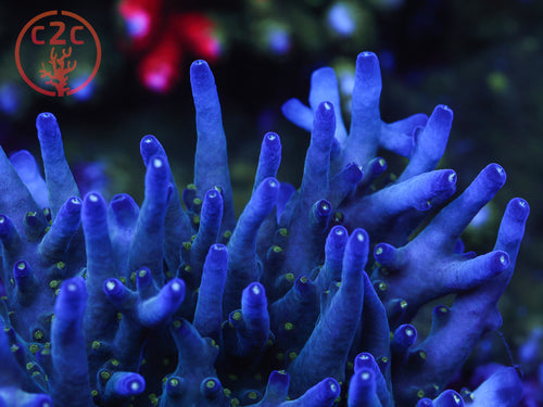 Ari's Avalanche SPS coral