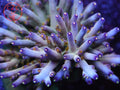 Defugium's Morningstar SPS coral
