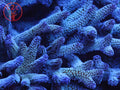 LCH Blue Zing SPS coral