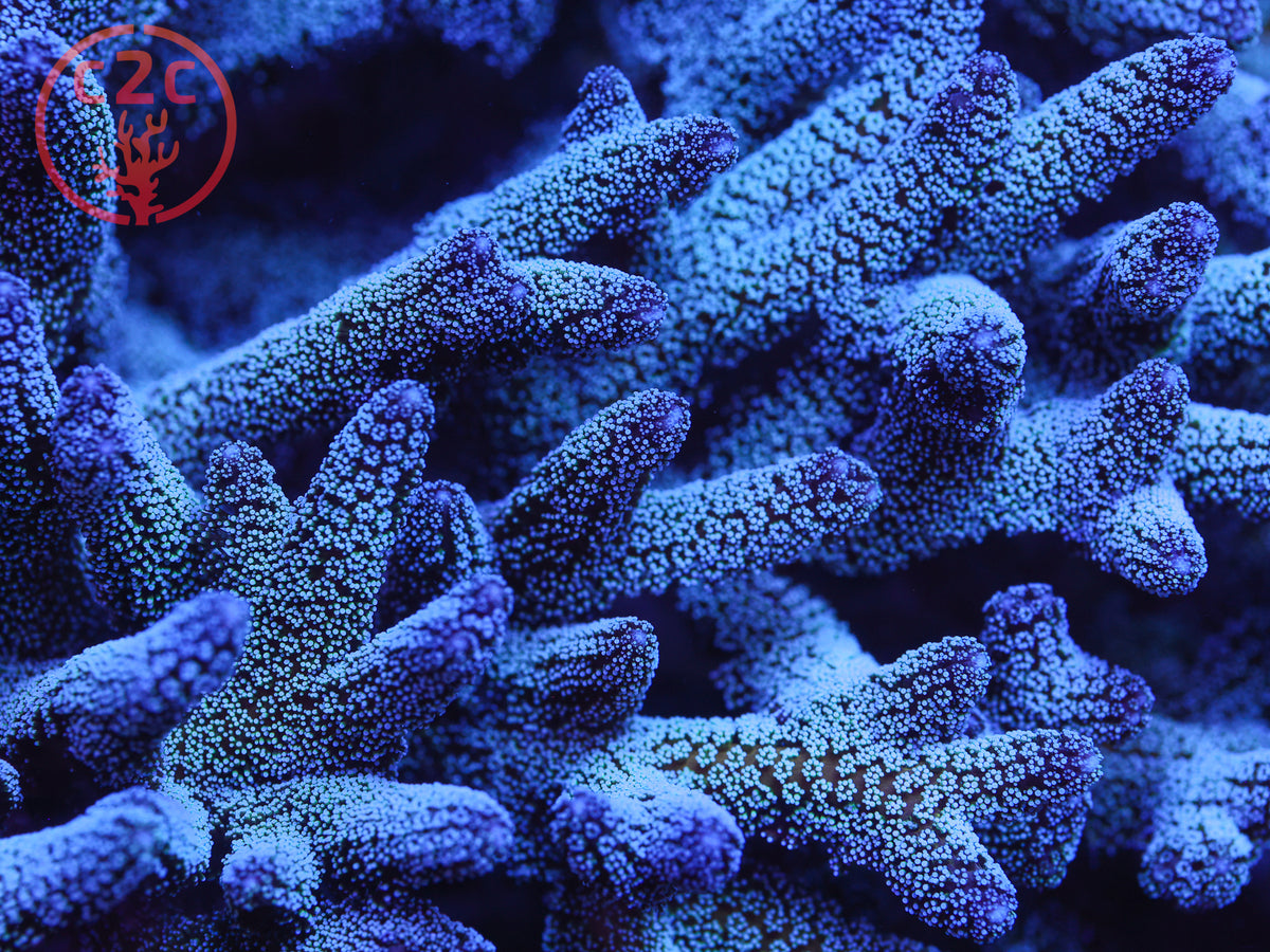 LCH Blue Zing SPS coral
