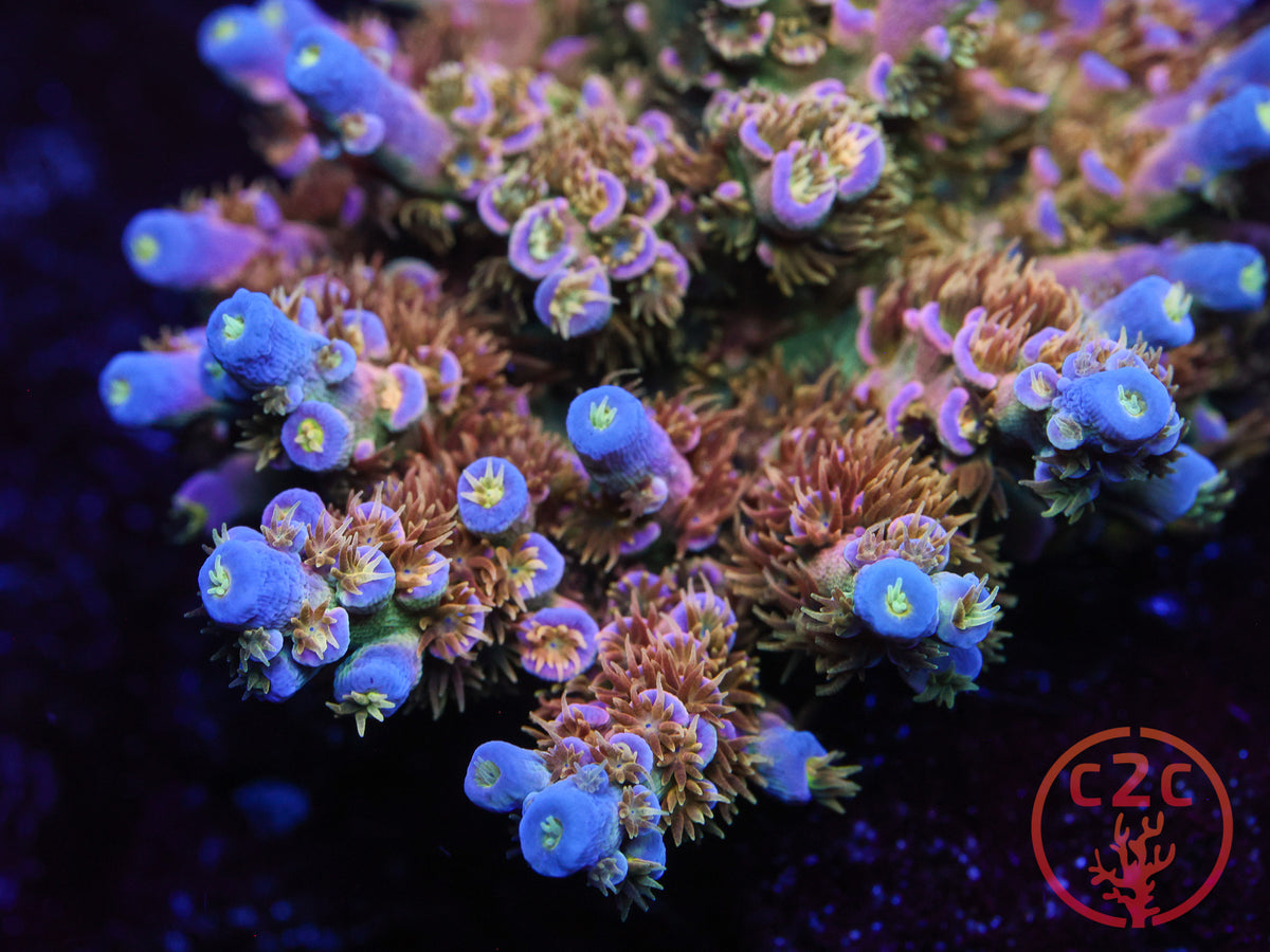BigR Walt Disney SPS coral