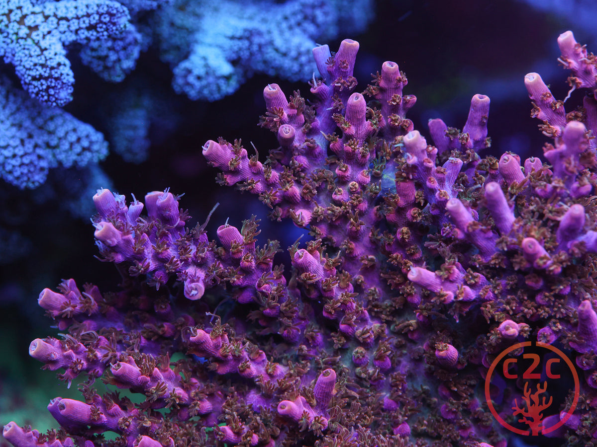 CC Voodoo Majick SPS coral