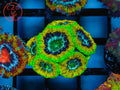 OG Mardi Gras Acan LPS coral