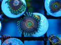 RFU Oscillator Zoa coral