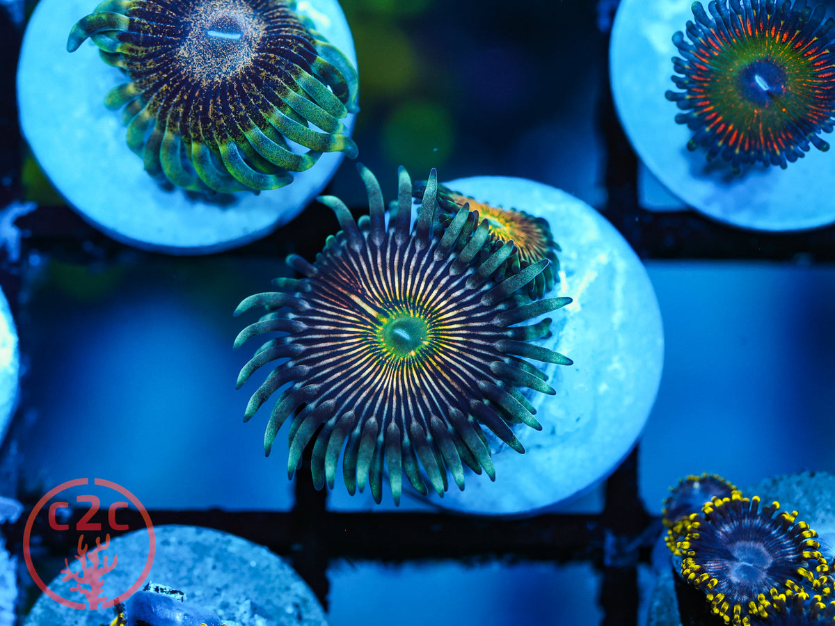 RFU Oscillator Zoa coral
