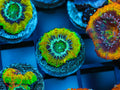 Mardi Gras Acan coral