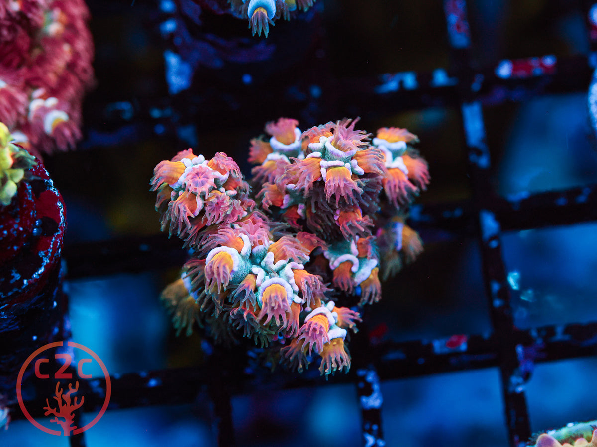 C2C UwU SPS coral