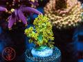 RRC Marvin the Martian Acro coral