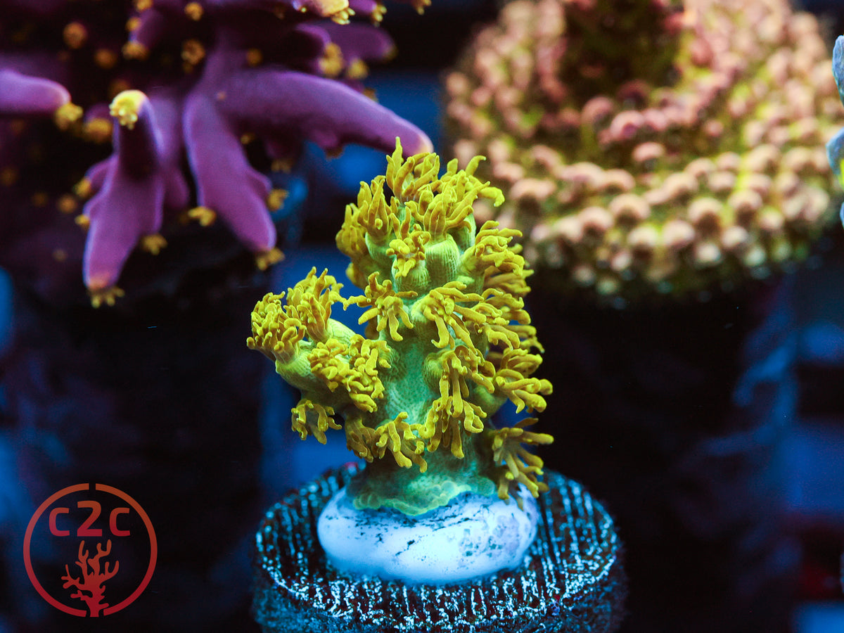 RRC Marvin the Martian Acro coral