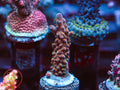 TGC Northern Crush Acro coral