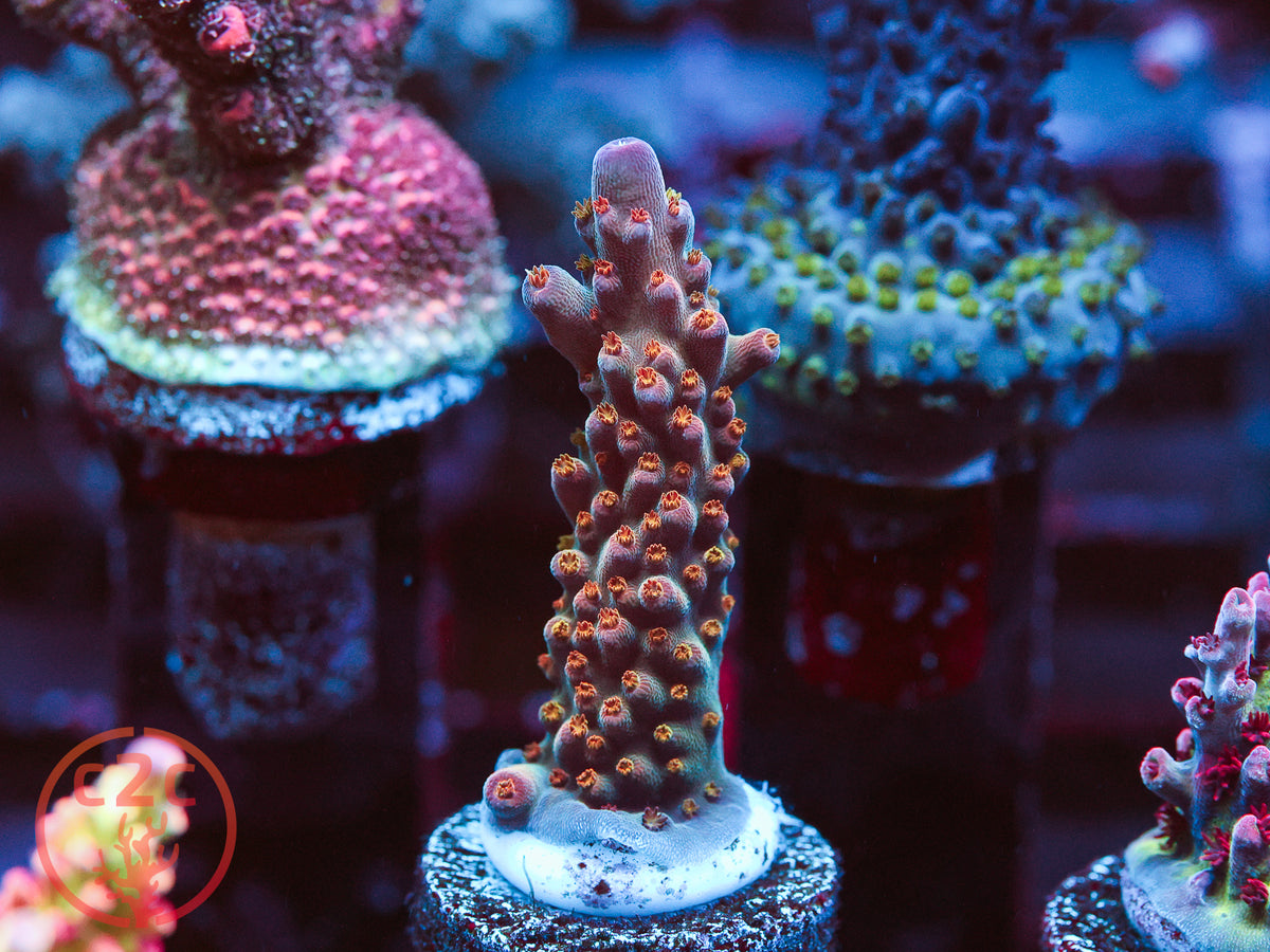 TGC Northern Crush Acro coral