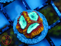 WWC Ultron Favia coral