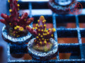 RR Robinhood Grafted Acro coral