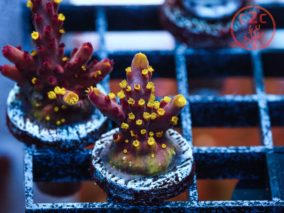 RR Robinhood Grafted Acro coral