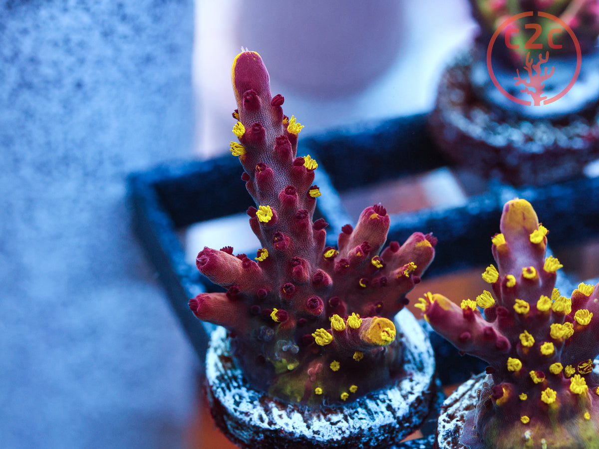 RR Robinhood Grafted Acro coral
