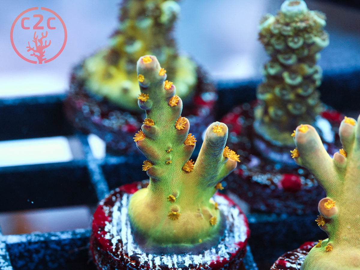 Defugium's Morningstar Acro coral
