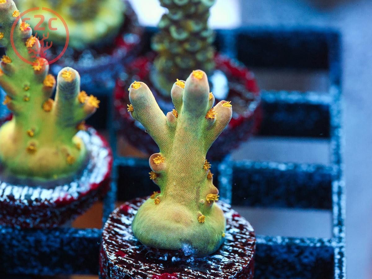 Defugium's Morningstar Acro coral