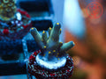 Ari's Avalanche Acro coral