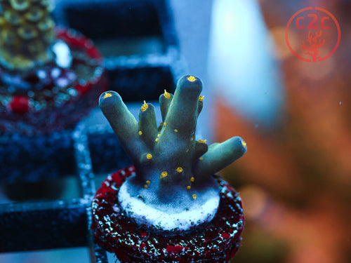 Ari's Avalanche Acro coral