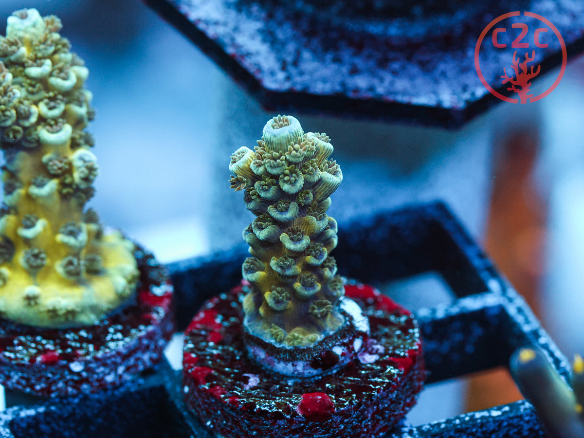 C2C Shell Shock Acro coral