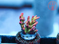 UC Strawberry Shortcake Acro coral