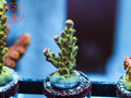 LRO Buzz Lightyear Acro coral
