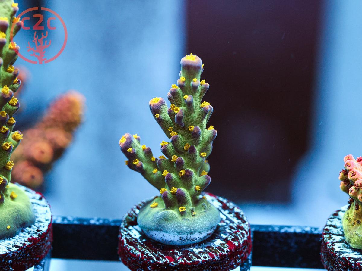 LRO Buzz Lightyear Acro coral
