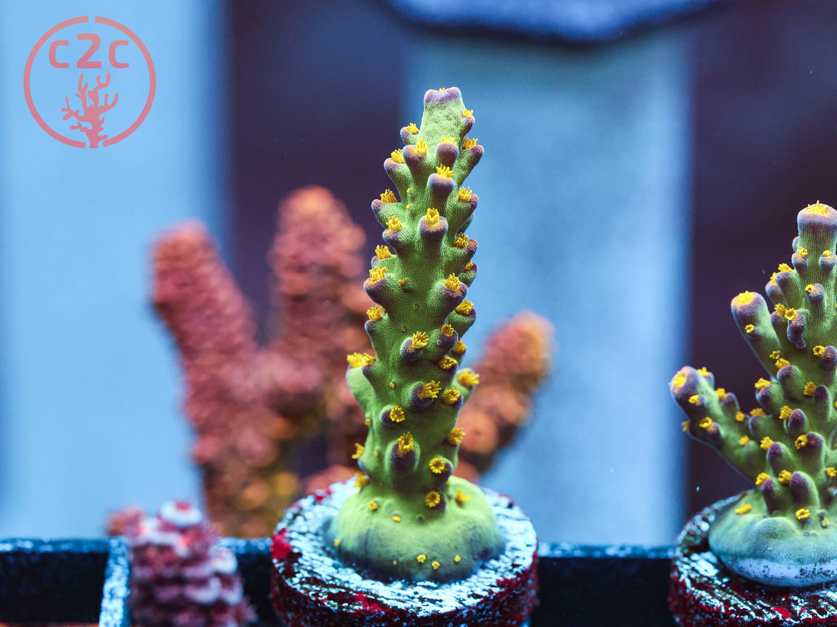 LRO Buzz Lightyear Acro coral