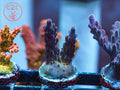 CC Hellboy Acro coral