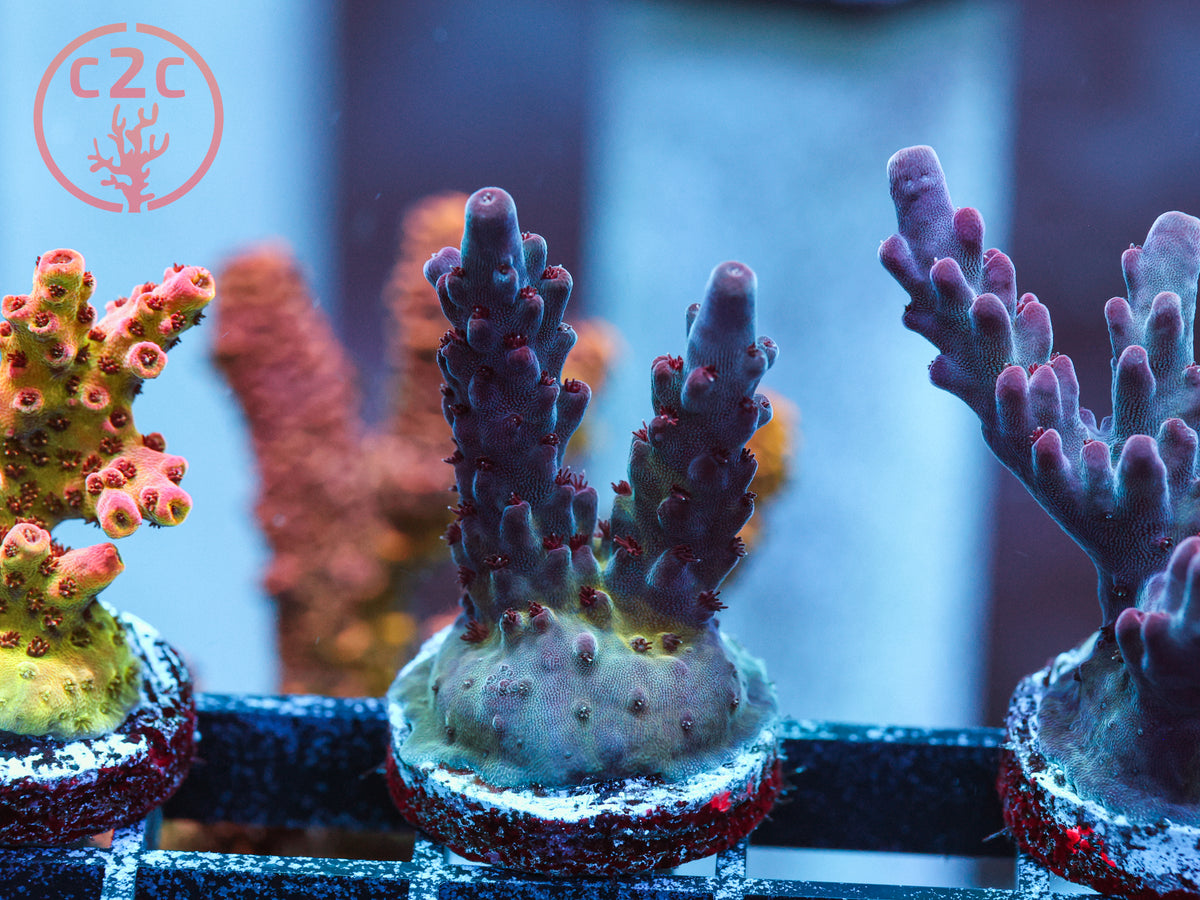CC Hellboy Acro coral