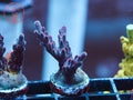 CC Hellboy Acro coral