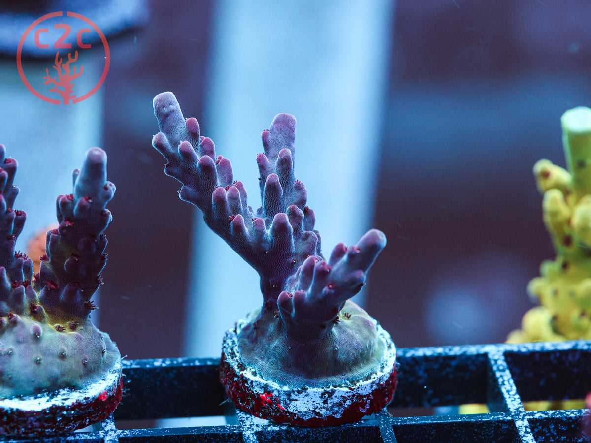 CC Hellboy Acro coral
