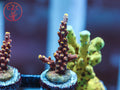 RC Poison Envy Acro coral
