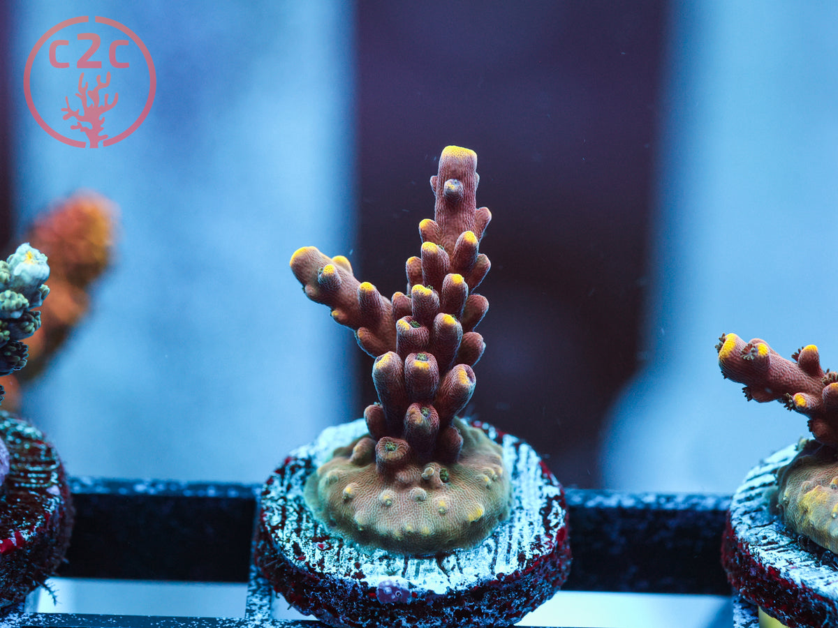 RC Poison Envy Acro coral