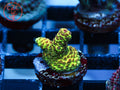 RRC Rainbow Splice Milli (bits of red) coral