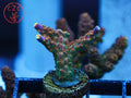 BC Bubblebath Unicorn Acro coral