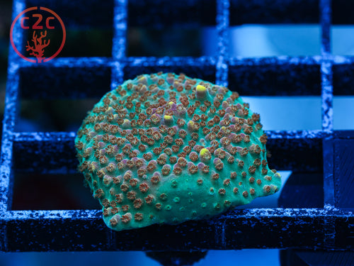 BC Bubblebath Unicorn Acro coral