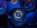 RFU Riddler Zoa coral