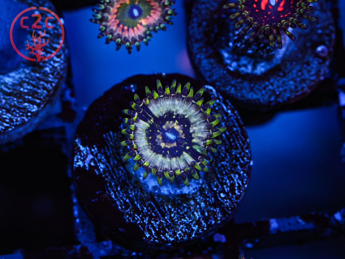 RFU Riddler Zoa coral
