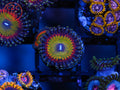 C2C Rainbow Road Zoa coral