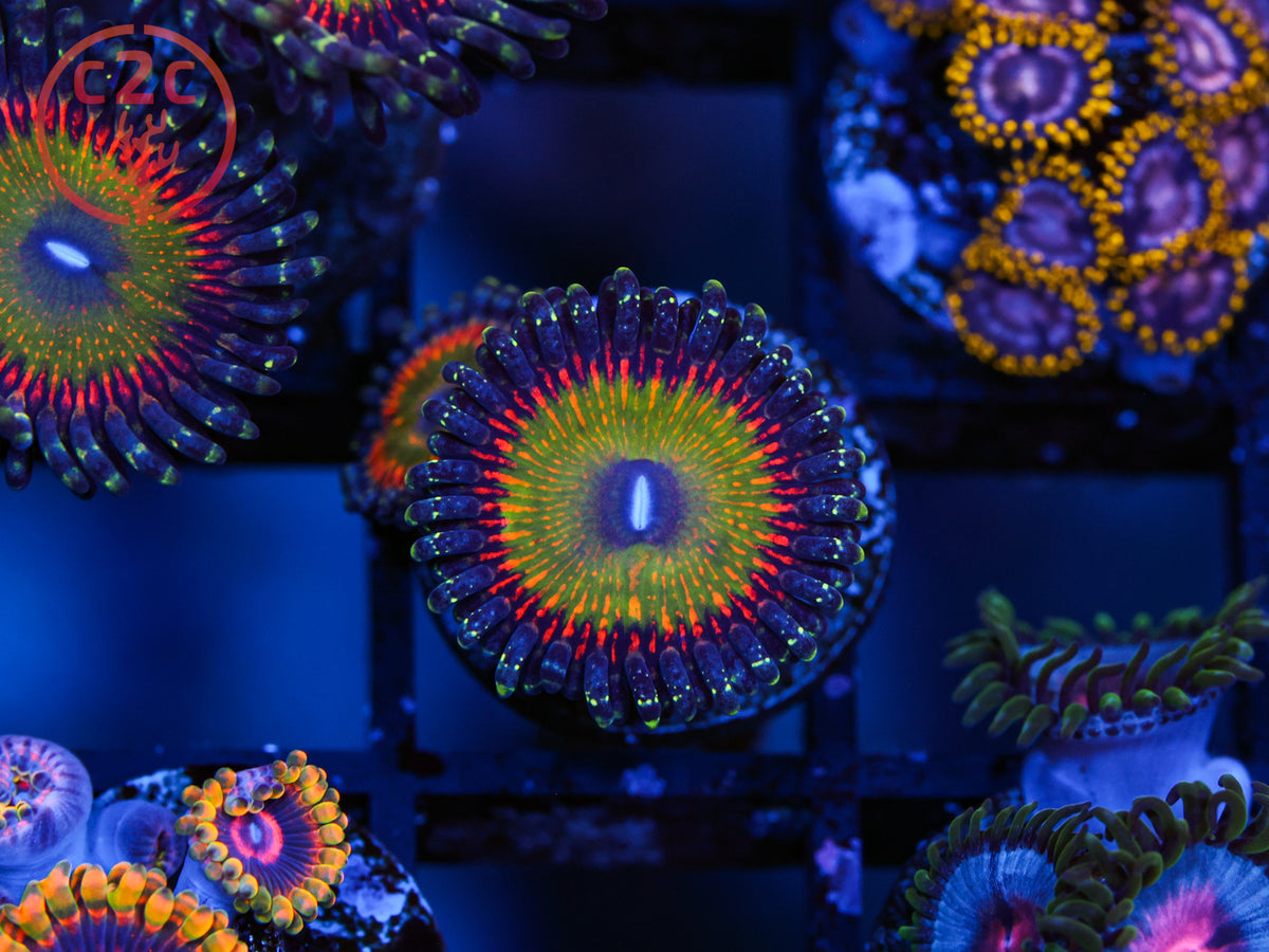 C2C Rainbow Road Zoa coral